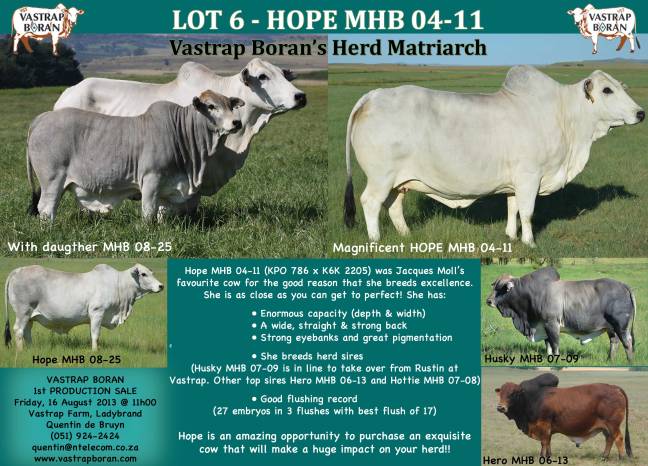 Congrats to Ockert & Hanlie Werner on the purchase of Hope MHB 04-11 for the highest price at the Vastrap Auction for R250'000. She is a real beauty and I know she will bring you absolute joy. Thank you so so much.