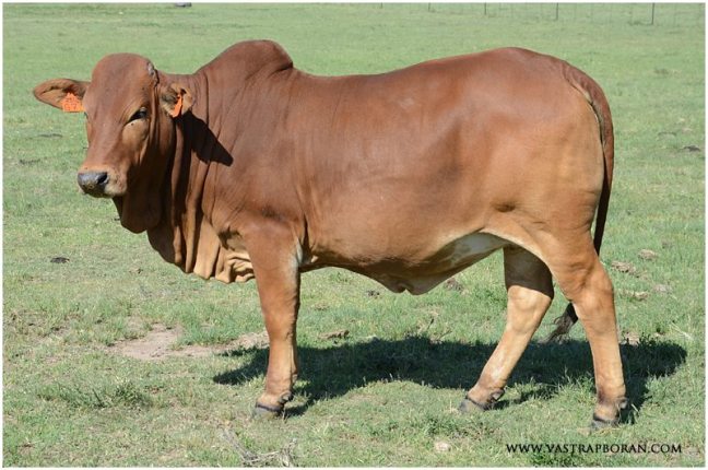 Savanna VST 13-129 (Savanna TLM 00-03 x Rustin MHB 06-30) - highest priced heifer at the 2016 Showcase Auction (R47'000).