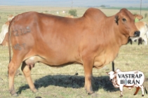 Ginger VST 12-115 (Ginger MHB 06-48 x Rustin MHB 06-30) - 6 months in calf
